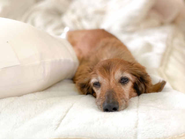 老犬の画像