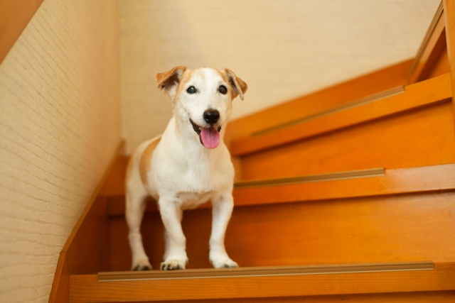 滑り止め付階段とシニア犬の画像